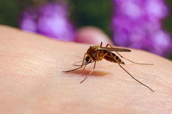 Los 10 insectos más pequeños del mundo - Culex pipiens