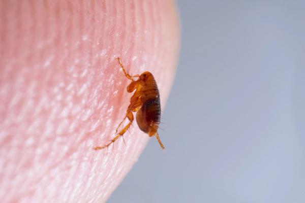 Los 10 insectos más pequeños del mundo - Pulgas