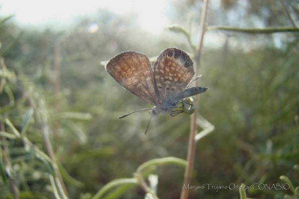 Los 10 insectos más pequeños del mundo - Morpho azul (Morpho menaleus)