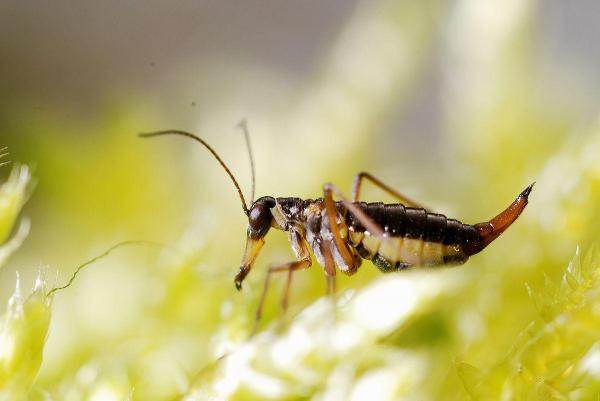 Los 10 insectos más pequeños del mundo - Boreidae