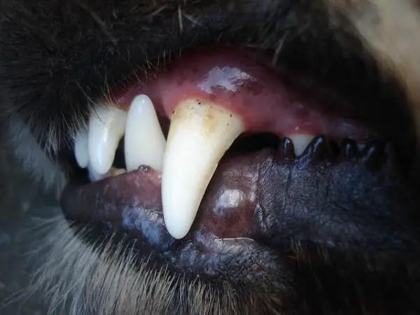 Caries en perros: síntomas y tratamiento - Caries en perros