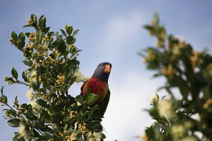 Loro en una rama (Pixabay)