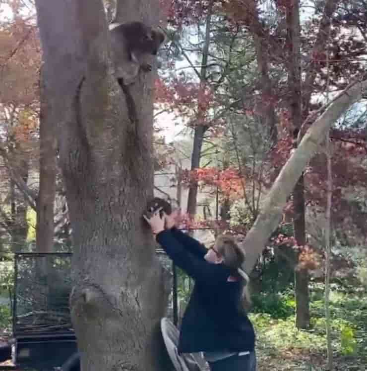 Voluntaria reúne a mamá koala con su bebé (Pantalla de video Facebook)
