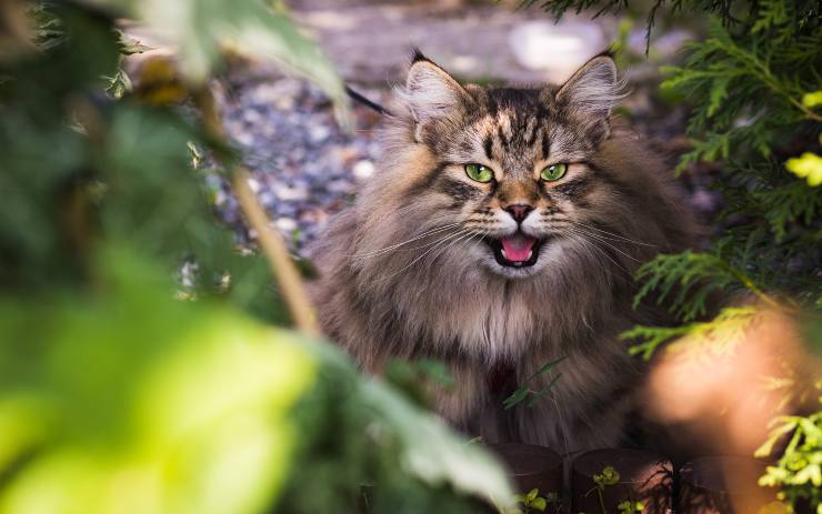 Felino escondido en la hierba