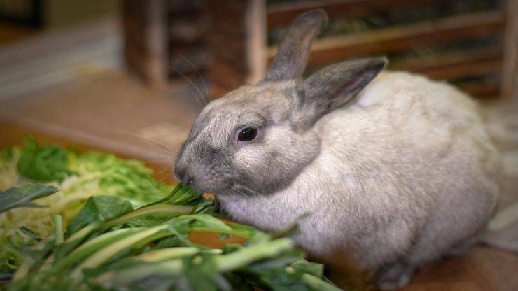 Puede el conejo comer maíz? Pros y contras de esta comida - Vida con  Mascotas ▷➡️