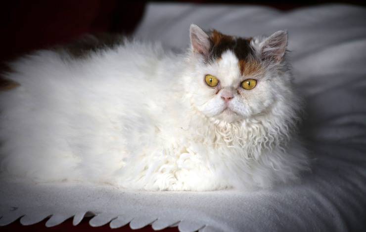 selkirk rex de pelo largo