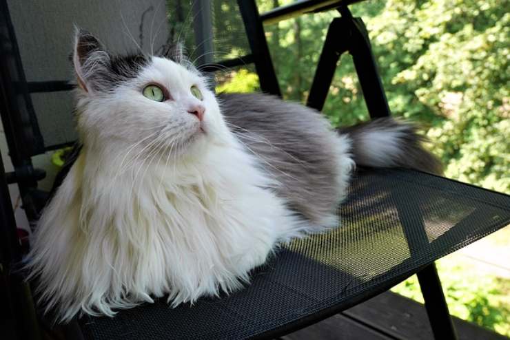 gato siberiano