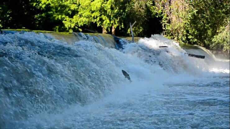 Lambro (Pantalla Facebook)