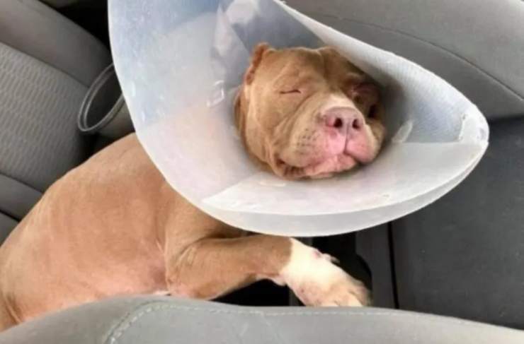 El perro está a salvo (Foto Facebook)