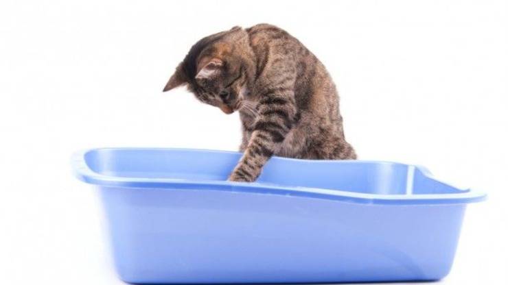 Estimular a un gatito para que defeque