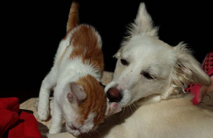 Una hermosa amistad (Foto Pixabay)