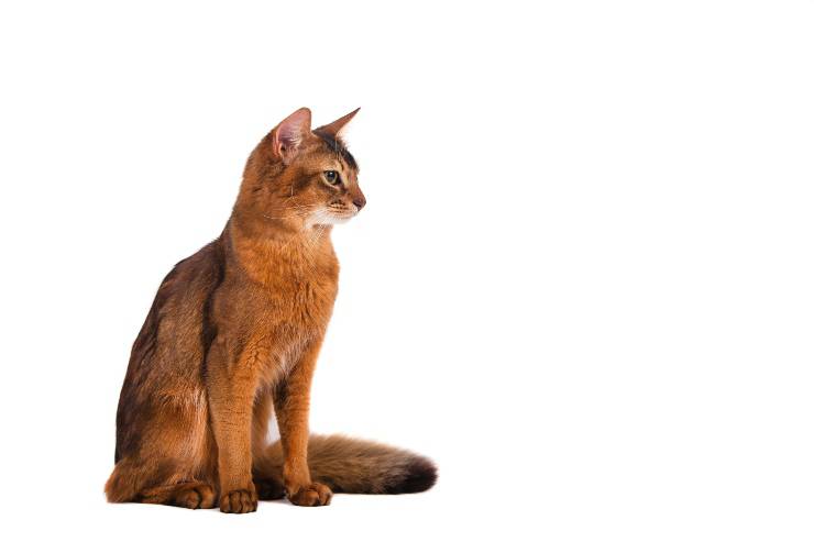 gato somalia