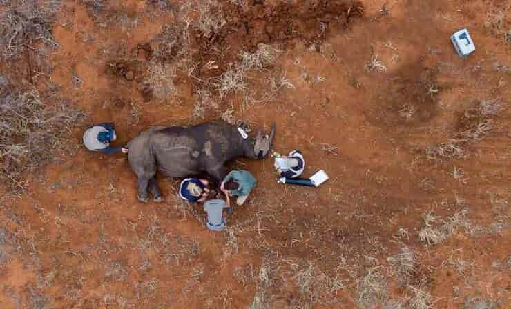 Rescate de rinocerontes (pantalla de Facebook)
