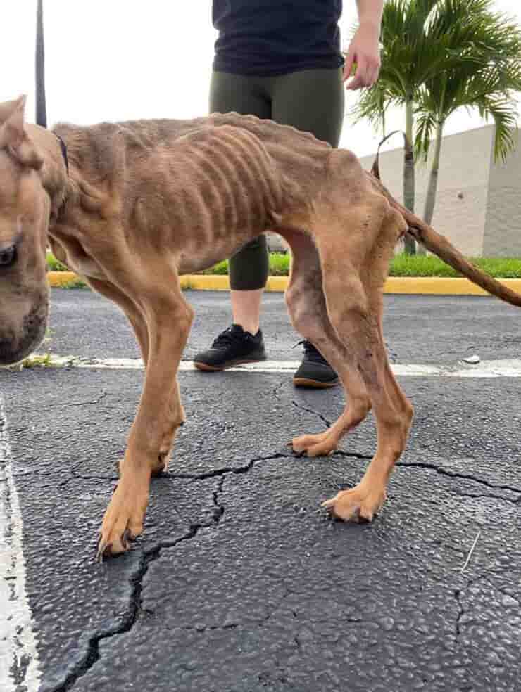 Khaleesi el perro encontrado en mal estado de salud lucha por su vida tras el rescate (Foto Facebook)