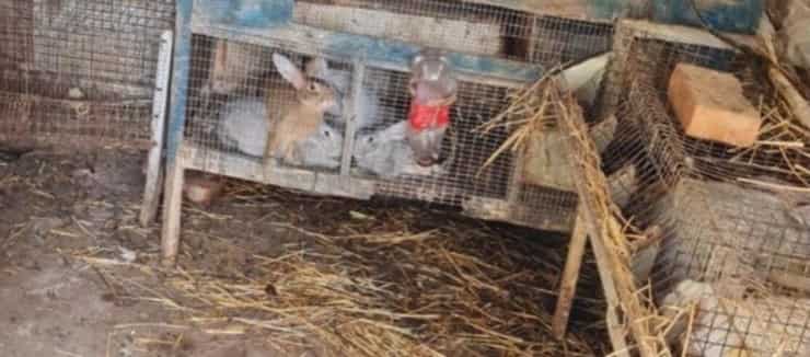 Algunos de los conejos incautados en Trapani (Pantalla Facebook)