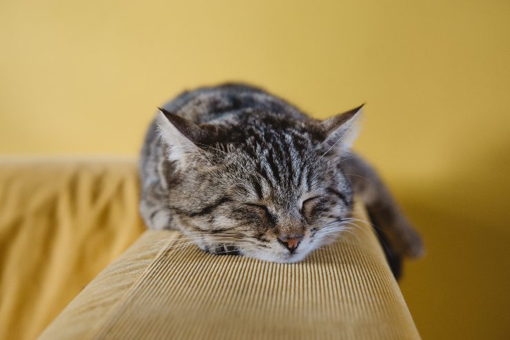 Patología en el gato