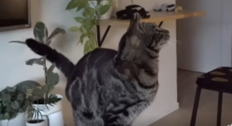 Gato sentado (Foto video)