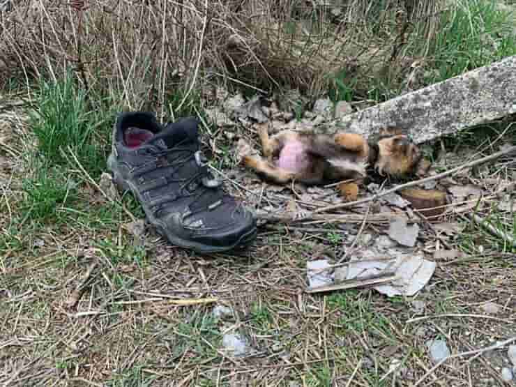 Perro encontrado cerca del zapato (foto de Facebook)