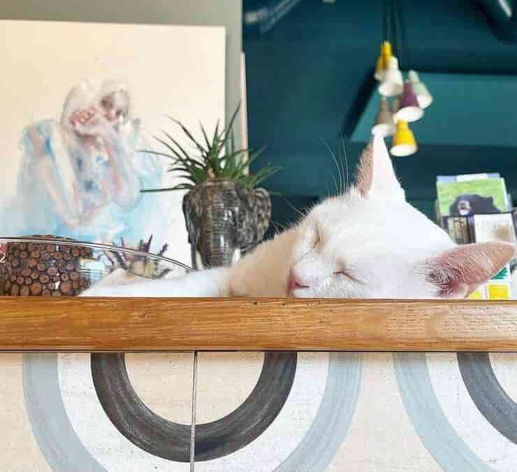Gatito en un café de animales (pantalla de Instagram)