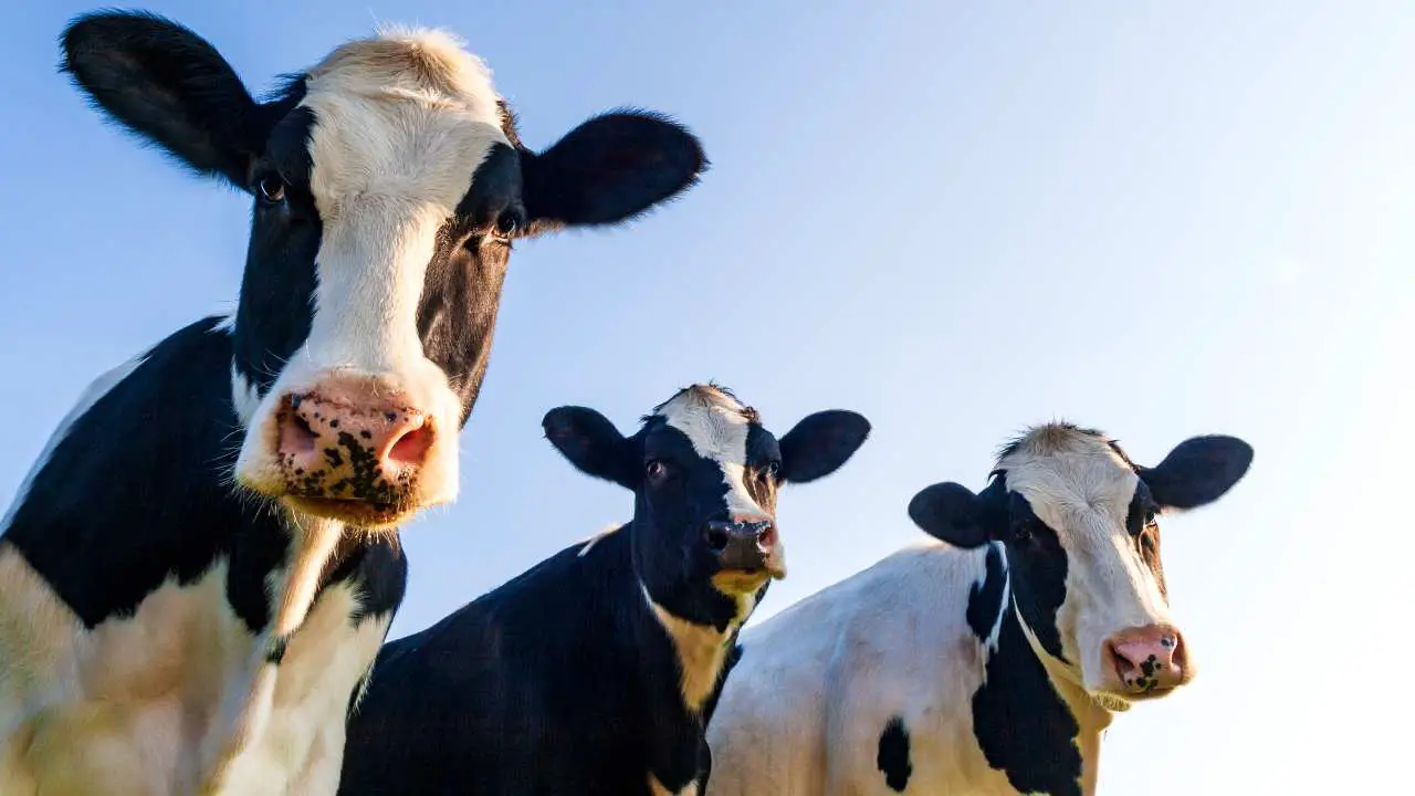 Vacas Animales hechos a mano