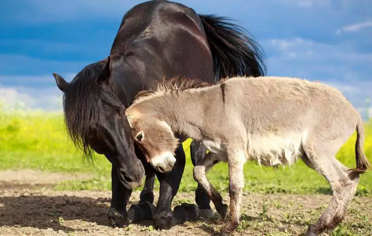 caballo y burro