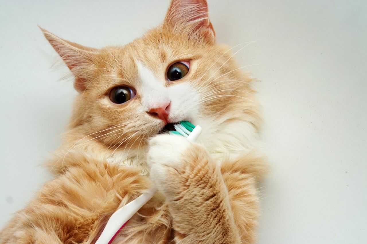 cómo elegir pasta de dientes para gatos cómo elegir pasta de dientes para gatos