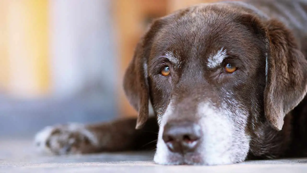 Perro anciano acostado Cómo saber la edad de un perro