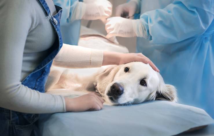 perro al veterinario