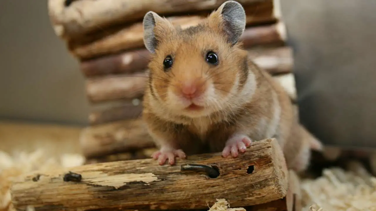 Hámster descansando sobre un tronco de madera Coprofagia en el hámster