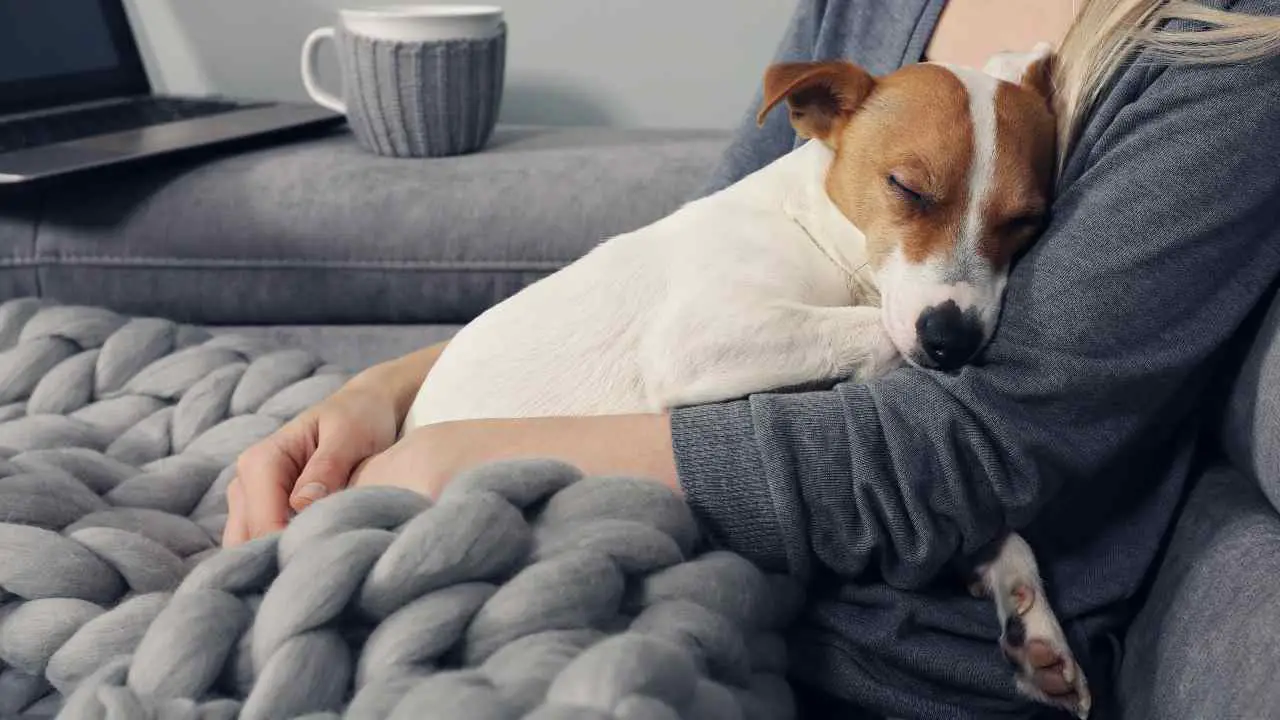 Perro duerme en brazos de su dueño Daño moral por muerte del perro
