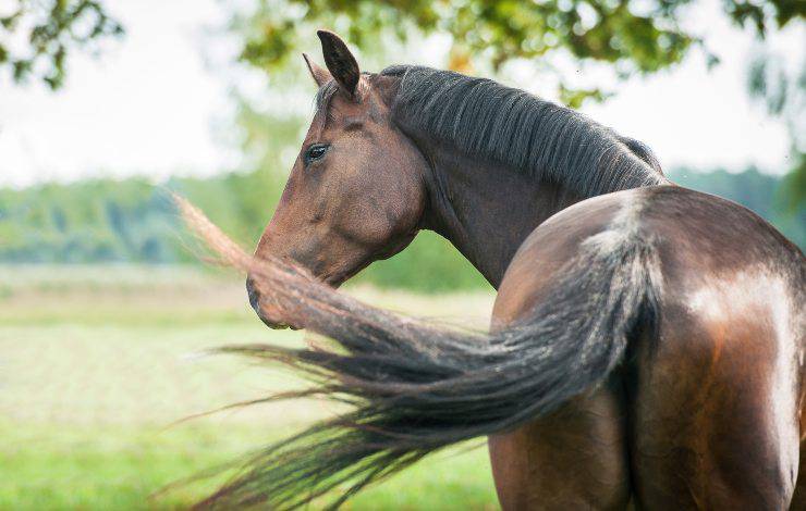 caballo