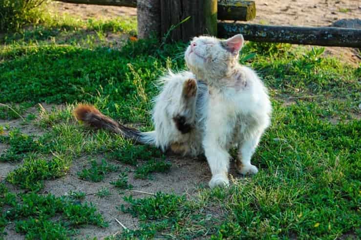 gato sucio y desnutrido (Foto Pixabay)