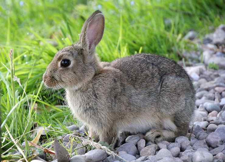 El conejo puede comer achicoria El conejo puede comer achicoria