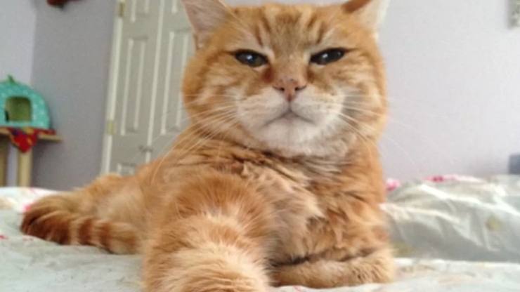 Gato de calabaza en primer plano (Foto de dominio público)