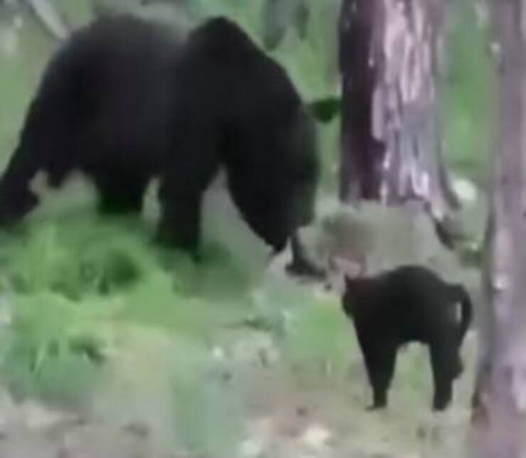 Gatito peleando con un oso grande (Pantalla de video de Facebook)