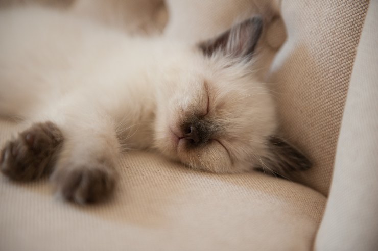 El gato no duerme conmigo El gato no duerme conmigo