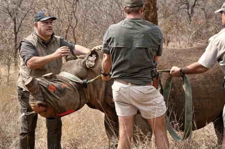 Johan Marais y su equipo de veterinarios salvan a un rinoceronte (Pantalla de Facebook)
