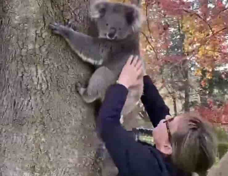La madre koala se reunió con su bebé (video en pantalla de Facebook)