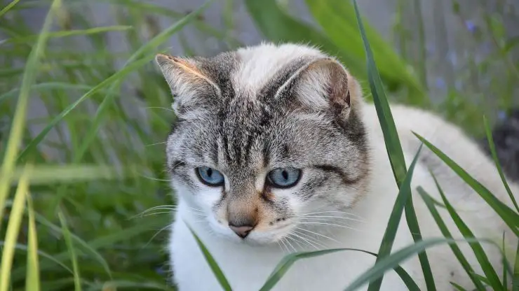 Cómo se expresa el instinto depredador del felino Instinto depredador en gatos