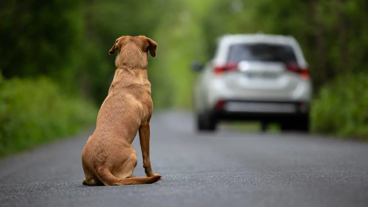 Perro abandonado ¿Qué arriesgan los que abandonan a un perro?