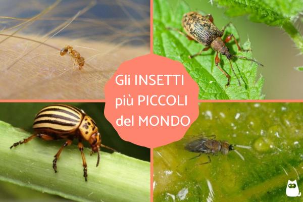 Los 10 insectos más pequeños del mundo