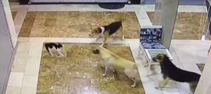 Gatito en problemas frente a tres perros grandes (Pantalla de video de Youtube)