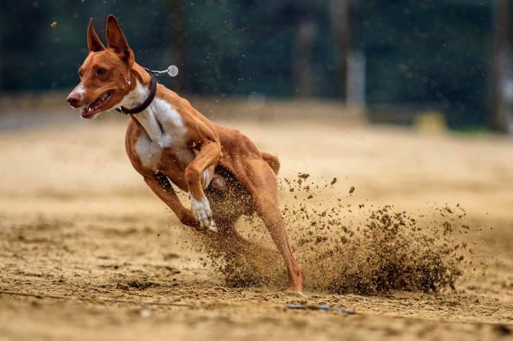 Nutrición para perros deportivos Nutrición para perros deportivos