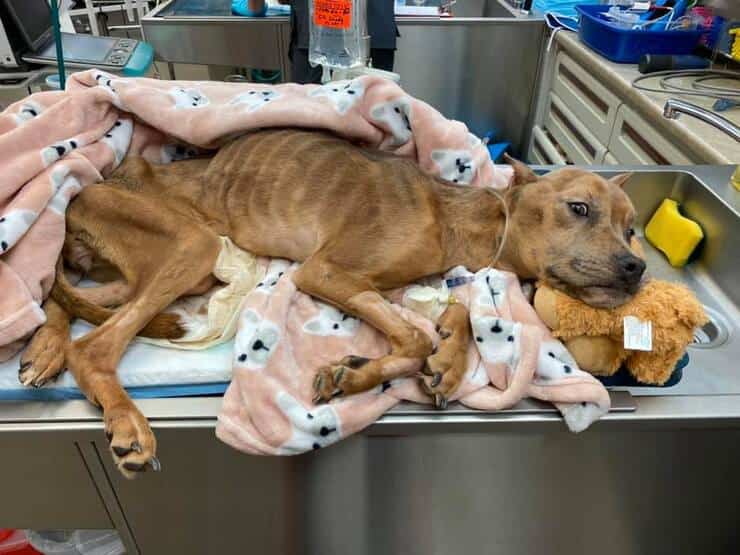 Khaleesi el perro encontrado en mal estado de salud lucha por su vida tras el rescate (Foto Facebook)