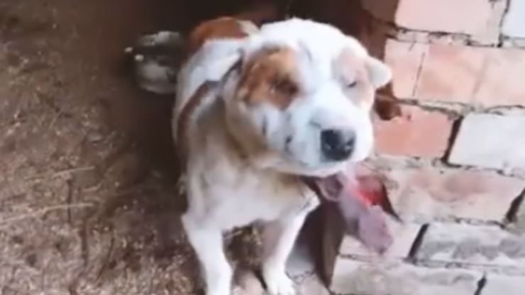 El perro que sufre (foto video)