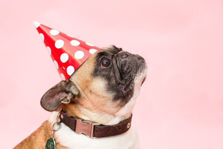 Razas de perros muy celosos Razas de perros muy celosos