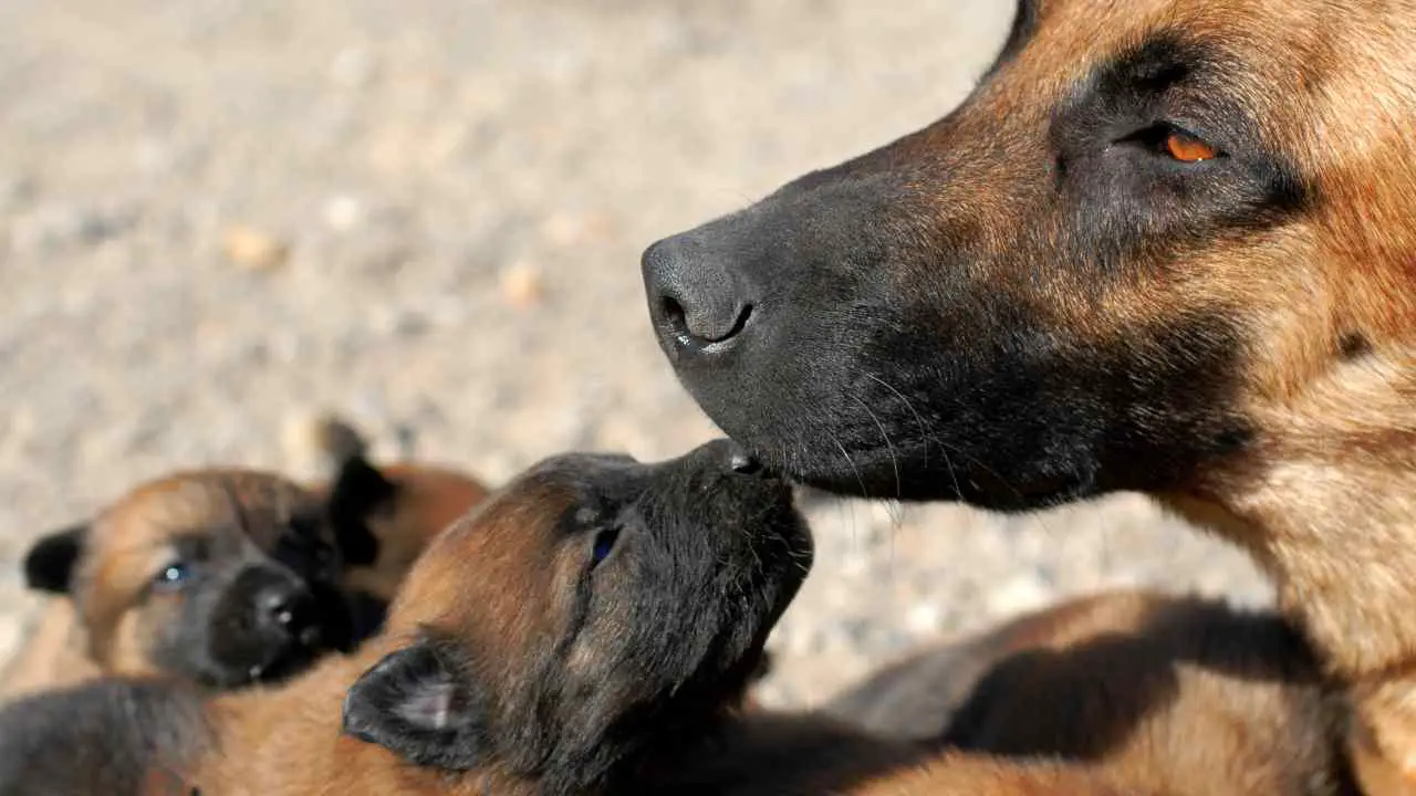 Pastor belga madre malinois con sus cachorros Los reflejos tonales en el cachorro