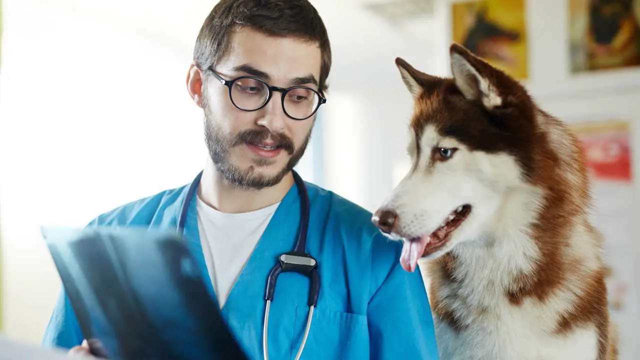 perro visitando al veterinario Registro canino Friuli Venezia Giulia