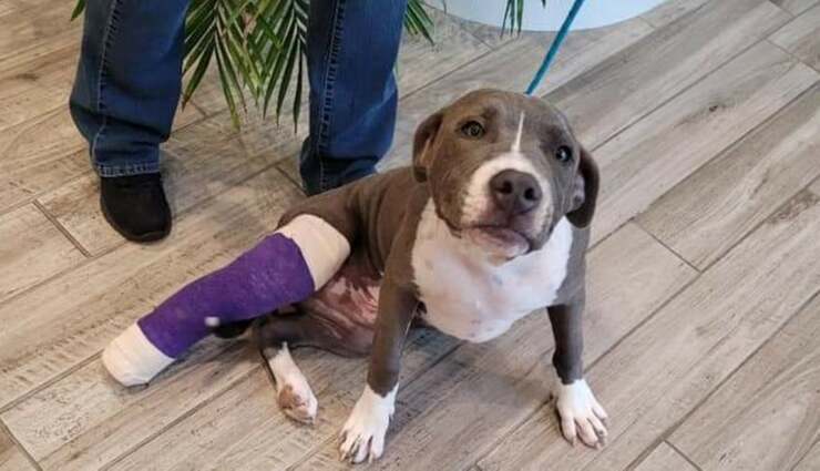 el perro maltratado con una pata rota (Foto Facebook)