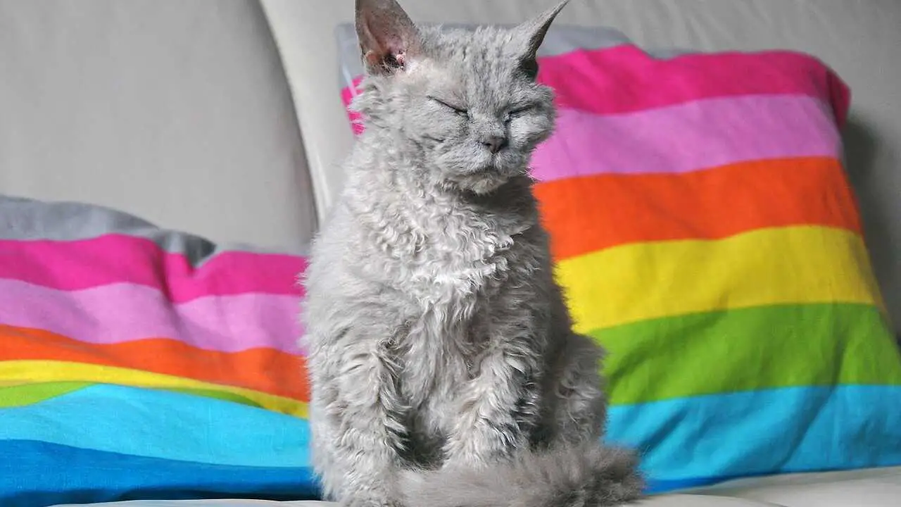 selkirk rex de pelo largo